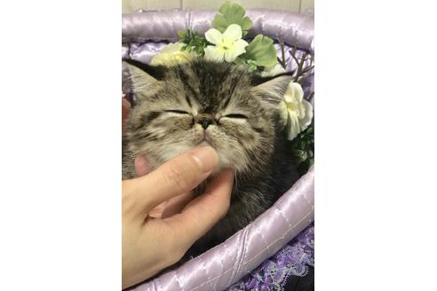 成約済の大阪府のエキゾチックショートヘア-9762の2枚目
