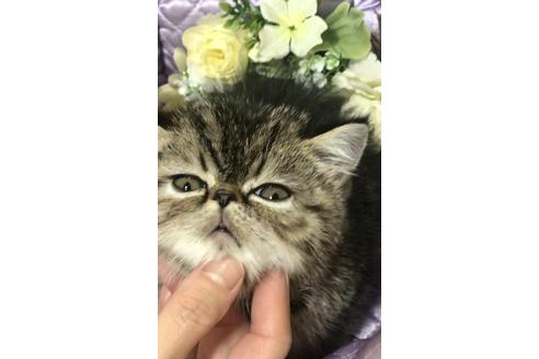 成約済の大阪府のエキゾチックショートヘア-9762の1枚目