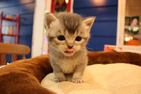 成約済の大阪府のスコティッシュフォールド-9782