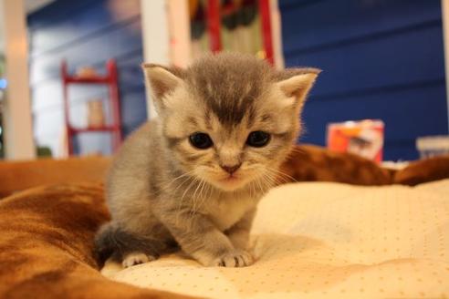 成約済の大阪府のスコティッシュフォールド-9782の3枚目