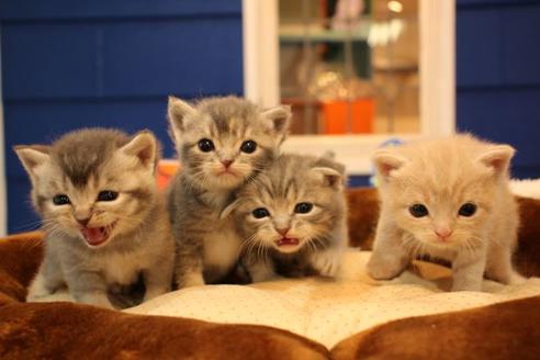 成約済の大阪府のスコティッシュフォールド-9782の2枚目