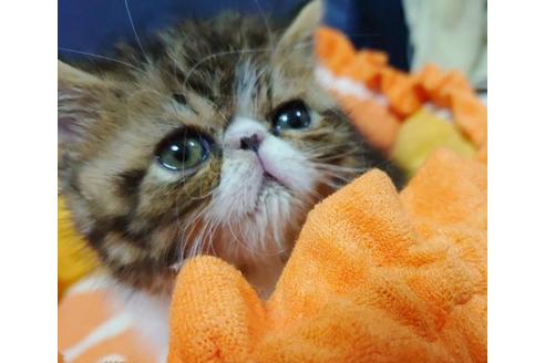 成約済の愛知県のエキゾチックショートヘア-9799の6枚目