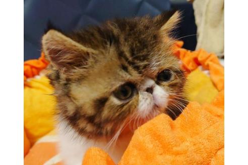 成約済の愛知県のエキゾチックショートヘア-9799の4枚目