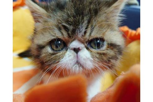 成約済の愛知県のエキゾチックショートヘア-9799の3枚目