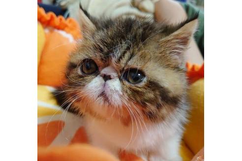 成約済の愛知県のエキゾチックショートヘア-9799の2枚目