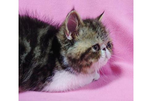 成約済の愛知県のエキゾチックショートヘア-9799の1枚目