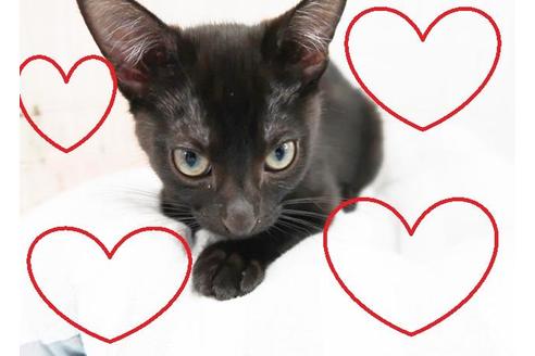 成約済の東京都のミックス-9807の1枚目