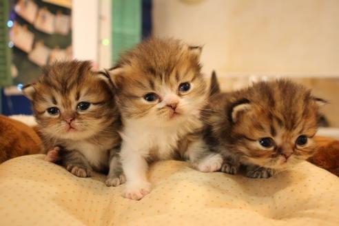 成約済の大阪府のミヌエット-9812の2枚目