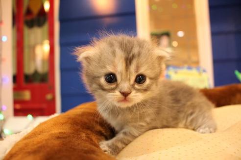 成約済の大阪府のスコティッシュフォールド-9814の5枚目