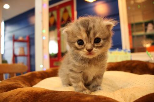 成約済の大阪府のスコティッシュフォールド-9814の4枚目