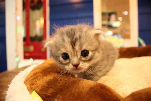 成約済の大阪府のスコティッシュフォールド-9814の3枚目