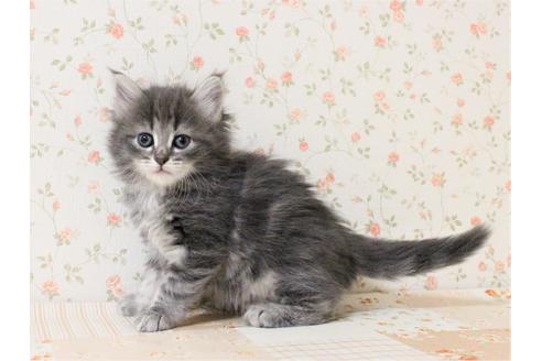 窪薗久美子ブリーダーのノルウェージャンフォレストキャットの子猫