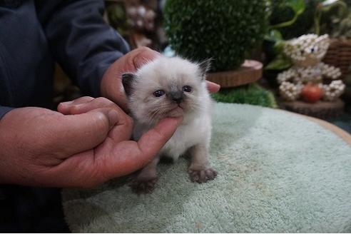 成約済の京都府のラグドール-9833の3枚目