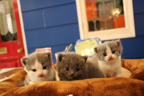 成約済の大阪府のブリティッシュショートヘア-9813の9枚目