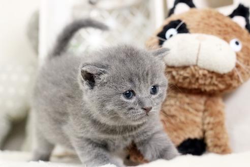 成約済の佐賀県のブリティッシュショートヘア-9844の1枚目