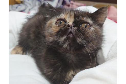 成約済の愛知県のエキゾチックショートヘア-9684の10枚目