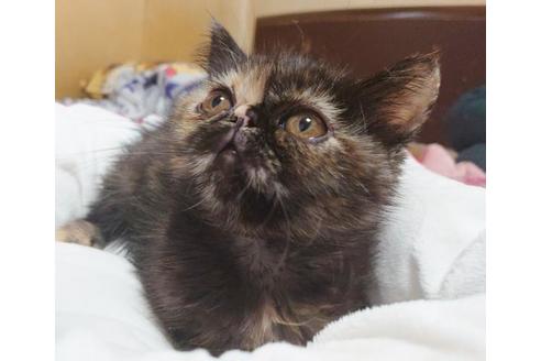 成約済の愛知県のエキゾチックショートヘア-9684の9枚目