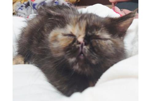 成約済の愛知県のエキゾチックショートヘア-9684の7枚目