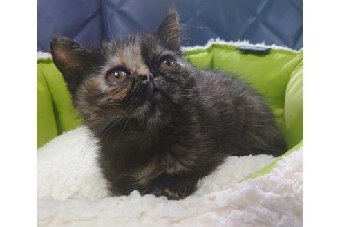 成約済の愛知県のエキゾチックショートヘア-9684の6枚目