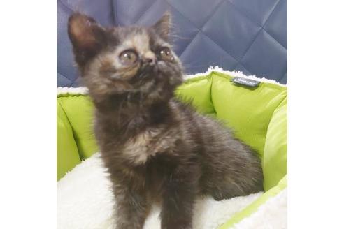 成約済の愛知県のエキゾチックショートヘア-9684の5枚目