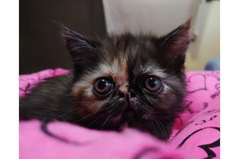 成約済の愛知県のエキゾチックショートヘア-9684の4枚目