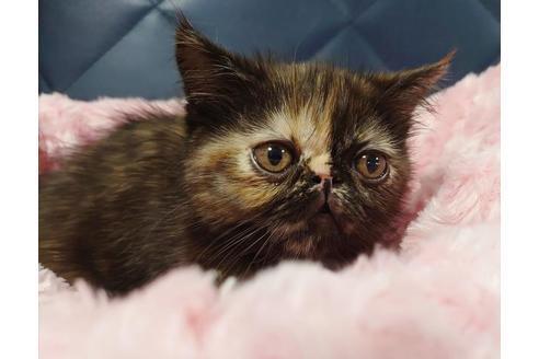 成約済の愛知県のエキゾチックショートヘア-9684の3枚目