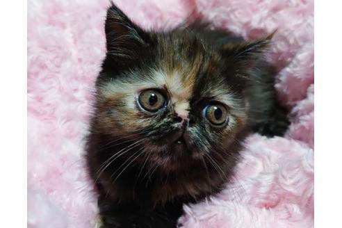 成約済の愛知県のエキゾチックショートヘア-9684の2枚目