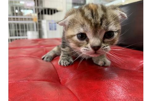 成約済の京都府のスコティッシュフォールド-9892の4枚目