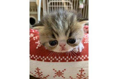 成約済の京都府のエキゾチックショートヘア-9893の1枚目