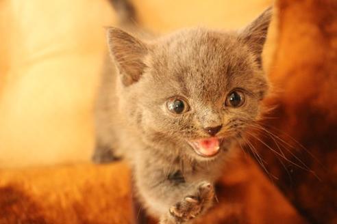 成約済の大阪府のブリティッシュショートヘア-9813の7枚目