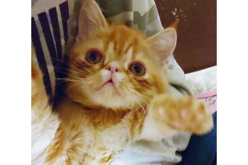 成約済の愛知県のエキゾチックショートヘア-9855の10枚目