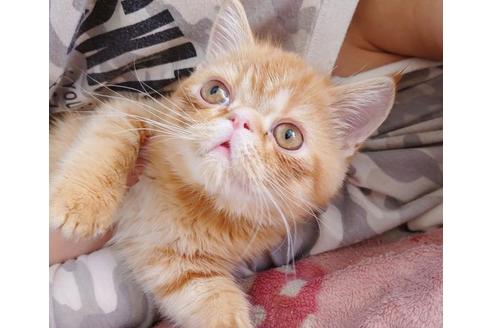 成約済の愛知県のエキゾチックショートヘア-9855の8枚目