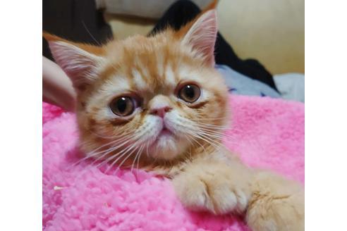 成約済の愛知県のエキゾチックショートヘア-9855の4枚目