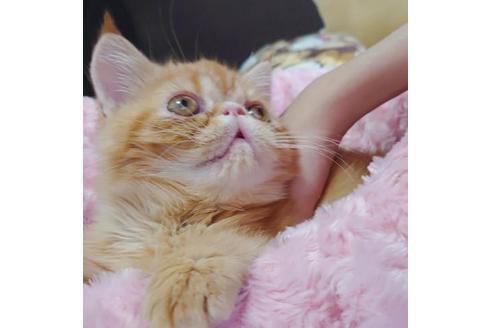 成約済の愛知県のエキゾチックショートヘア-9855の2枚目