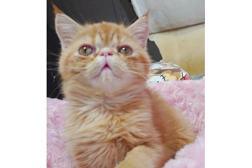 成約済の愛知県のエキゾチックショートヘア-9855の1枚目
