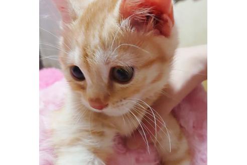 成約済の愛知県のマンチカン-9755の10枚目