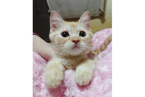 成約済の愛知県のマンチカン-9755の9枚目