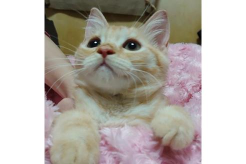 成約済の愛知県のマンチカン-9755の7枚目