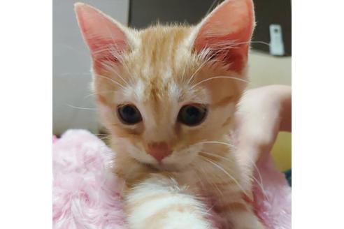 成約済の愛知県のマンチカン-9755の6枚目