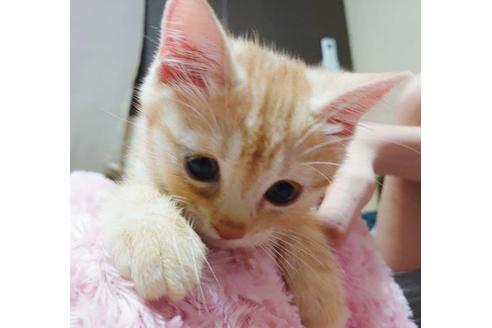 成約済の愛知県のマンチカン-9755の5枚目