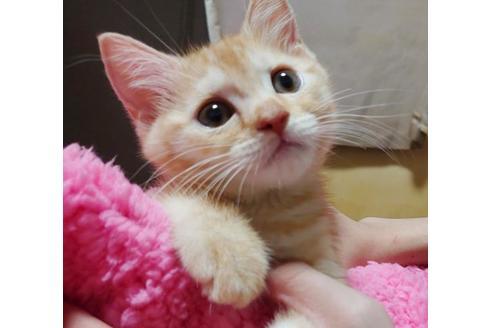 成約済の愛知県のマンチカン-9755の4枚目