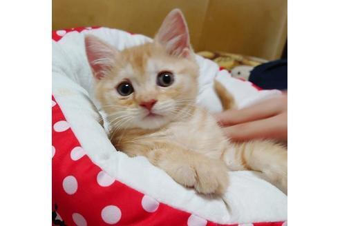 成約済の愛知県のマンチカン-9755の3枚目