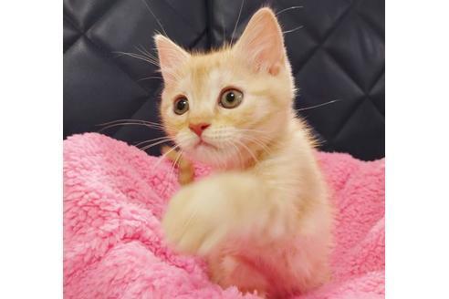 成約済の愛知県のマンチカン-9755の2枚目