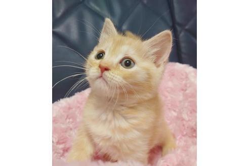 成約済の愛知県のマンチカン-9755の1枚目