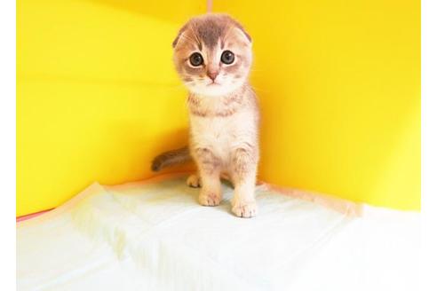 成約済の東京都のスコティッシュフォールド-9930の1枚目