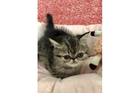 成約済の大阪府のエキゾチックショートヘア-9935の2枚目