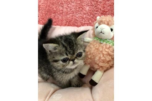 成約済の大阪府のエキゾチックショートヘア-9935の1枚目
