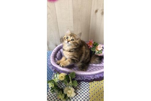 成約済の大阪府のサイベリアン-9936の7枚目