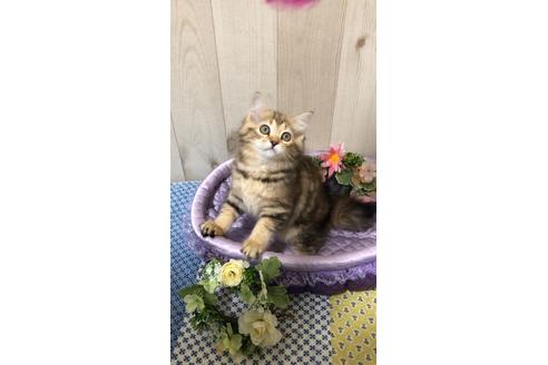 成約済の大阪府のサイベリアン-9936の6枚目