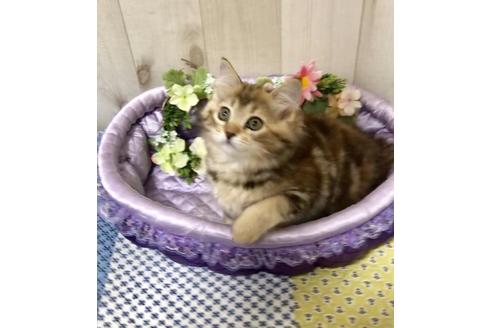 成約済の大阪府のサイベリアン-9936の5枚目